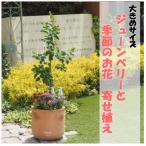 大きめサイズ ジューンベリーと季節のお花寄せ植え