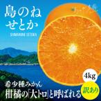訳あり 島のね せとか 4kg
