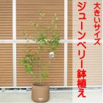 花 実 紅葉 一年楽しめるのジューンベリーの鉢植え