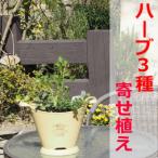 摘み取って使う新鮮ハーブ3種の寄せ植え