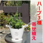 摘み取って使う新鮮ハーブ3種の寄せ植え