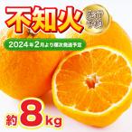 不知火 約8kg