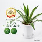 ふるさと納税 指宿市 【観葉植物】アガベ・ベネズエラ40cm〜60cm(015-1358)