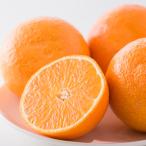 ふるさと納税 松山市 紅まどんな　M〜4Lサイズ　5kg 【ご家庭用】