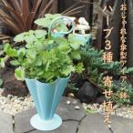 傘型アイアン鉢 ハーブ3種寄せ植え