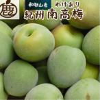 紀州南高梅 青梅 2kg+250g 傷み補償分