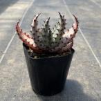 実生アロエ Aloe marlothii 3株