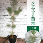 チーム田主丸 我が家の健康樹シリーズ