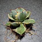ふるさと納税 春日部市 お部屋の癒し観葉植物アガベ(王妃甲蟹錦)と植物育成ライト(黒)2点セット