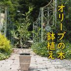 オリーブの木鉢植え アンティークテラコッタ鉢21cm
