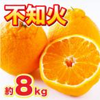 不知火 約8kg