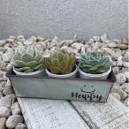 癒しの多肉植物3苗&amp;パウンドリメ缶1点