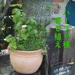 ハーブ6種寄せ植え つぼ丸型鉢25cm