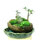 癒しの苔盆景軽石季節な植物ツツジ 自然の美しさを手元で感…