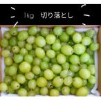令和8年 シャインマスカット 約1.0kg