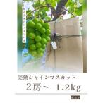 令和8年 農家直送完熟シャインマスカット1.2kg
