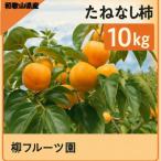 ふるさと納税 橋本市 柿【先行予約】 たねなし柿 約10kg　【2026年9月以降配送】柳フルーツ園