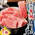 天然本鮪 上脂トロサク 1柵