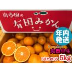 年内発送 ちょっと傷あり 完熟早生 有田みかん