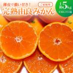 完熟由良みかん ご 5kg1箱