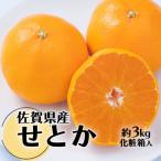 みかんの大トロ 佐賀産かんきつ せとか 約3kg