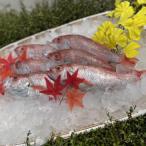 山陰浜田港水揚げ 高級魚のどぐろ 鮮魚 1.2kg程度