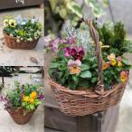 庭びよりの季節の寄せ植え おまかせ