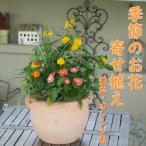 季節のお花寄せ植え 花色:黄色 オレンジ系