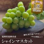 産シャインマスカット DQ01