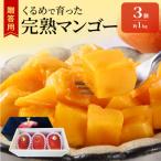 くるめで育った完熟マンゴー 約1kg