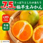 みかん 極早生 箱込7.5kg 内容量6.8kg
