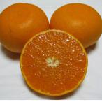 ハウスせとか 約5kg