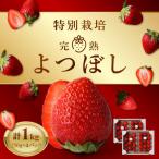 ショッピングふるさと納税 いちご ふるさと納税 久留米市 池田農園の特別栽培完熟よつぼし　250g×4パック