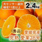 ふるさと納税 松山市 完熟愛果28号(紅まどんなと同品種)秀品2.4kg(8個〜15個) 2025年11月下旬順次発送