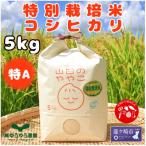 令和7年 山田のややこ 特別栽培米コシヒカリ