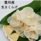 fu.... налог Toyokawa город Toyokawa производство сырой иудино ухо утро .. длина. выбор белка .. белый 400g