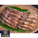 小樽産 漁師直送 浜茹でシャコ 冷凍 オス500g