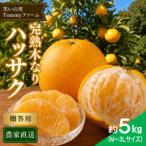 完熟 木なり八朔 秀品 約5kg