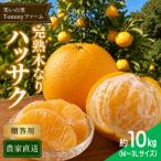 完熟 木なり八朔 秀品 約10kg