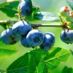 fu.... налог восток через . рефрижератор голубика 5.0kg(1.0kg×5 пакет )[ Aomori префектура восток через . производство ]