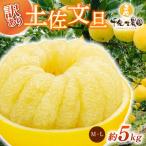 千光士農園 土佐文旦 5kg