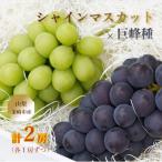 ふるさと納税 韮崎市 【山梨県韮崎市産】Inakakara 旬の巨峰種(1房)とシャインマスカット(1房)の詰め合わせ