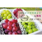 シャインマスカット&紫苑 上級品 大房3-5房入 計2.4kg~
