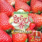 ふるさと納税 磐田市 【抜群の美味しさの静岡限定品種_きらぴ香 いちご 280g×2パック】