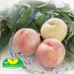 ふるさと納税 紀の川市 【6月下旬〜7月下旬出荷】和歌山県産　あら川の桃　1箱 (約3kg(6〜10個入り)秀品)