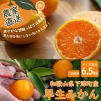 みかん 極早生みかん 訳あり 6.5kg