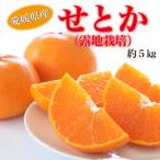中島産 せとか 無地 M~3L 5kg