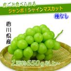 特秀品シャインマスカット 1房 650g以上