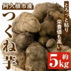 つくね芋 大薯 約5kg