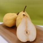 南信州産 ルレクチェ 約5kg